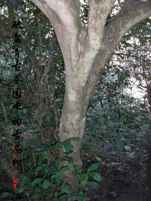 2022年鎮(zhèn)沅砍盆箐古樹春茶多少錢一公斤？