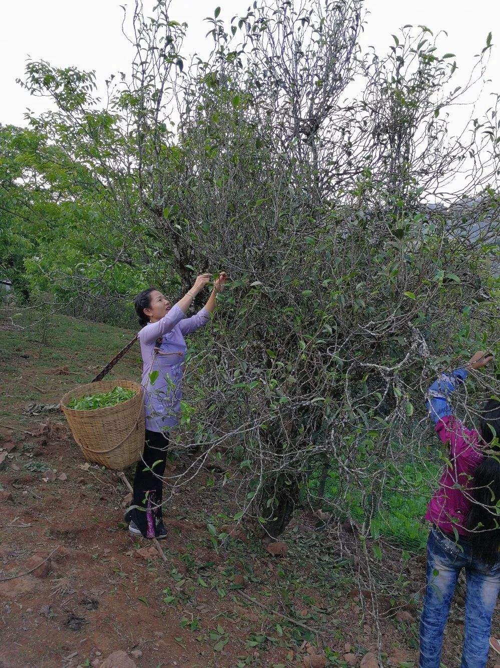 2022年鎮(zhèn)沅打筍山古樹春茶口感？