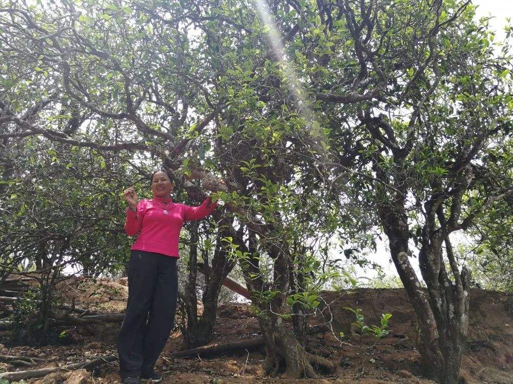2022年鎮(zhèn)沅打筍山古樹春茶特點？