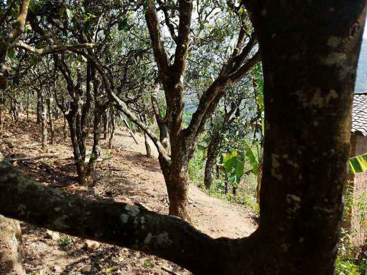 2022年鎮(zhèn)沅打筍山古樹春茶多少錢一公斤？