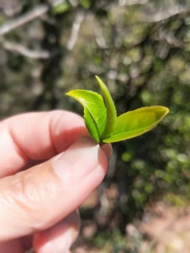 2022年野性十足的鎮(zhèn)沅打筍山古樹春茶！