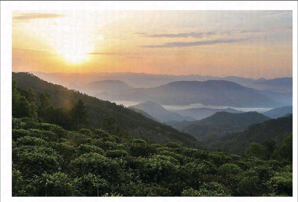 2022年鎮(zhèn)沅老烏山古樹春茶口感？