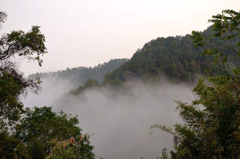 2022年鎮(zhèn)沅老烏山古樹春茶多少錢一公斤？