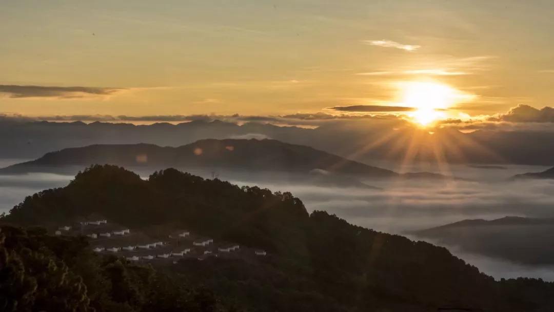 2022年別樣的味道，鎮(zhèn)沅老烏山古樹春茶