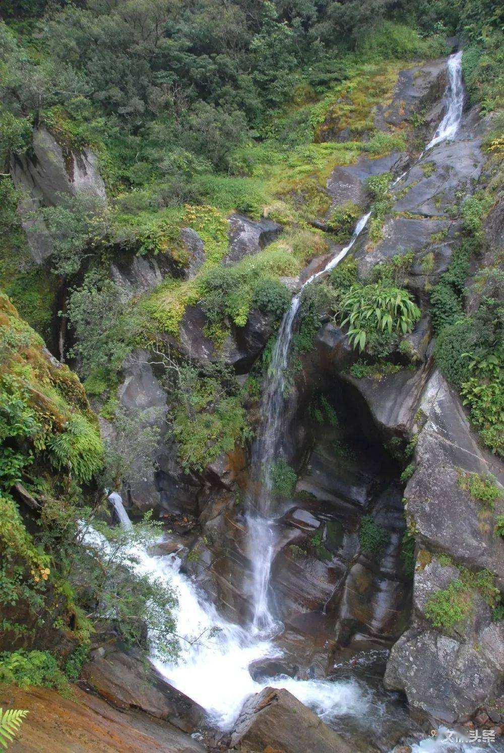 2022年鎮(zhèn)沅千家寨古樹春茶特點？