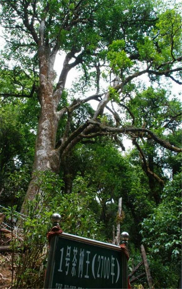 2022年鎮(zhèn)沅千家寨古樹春茶價格？