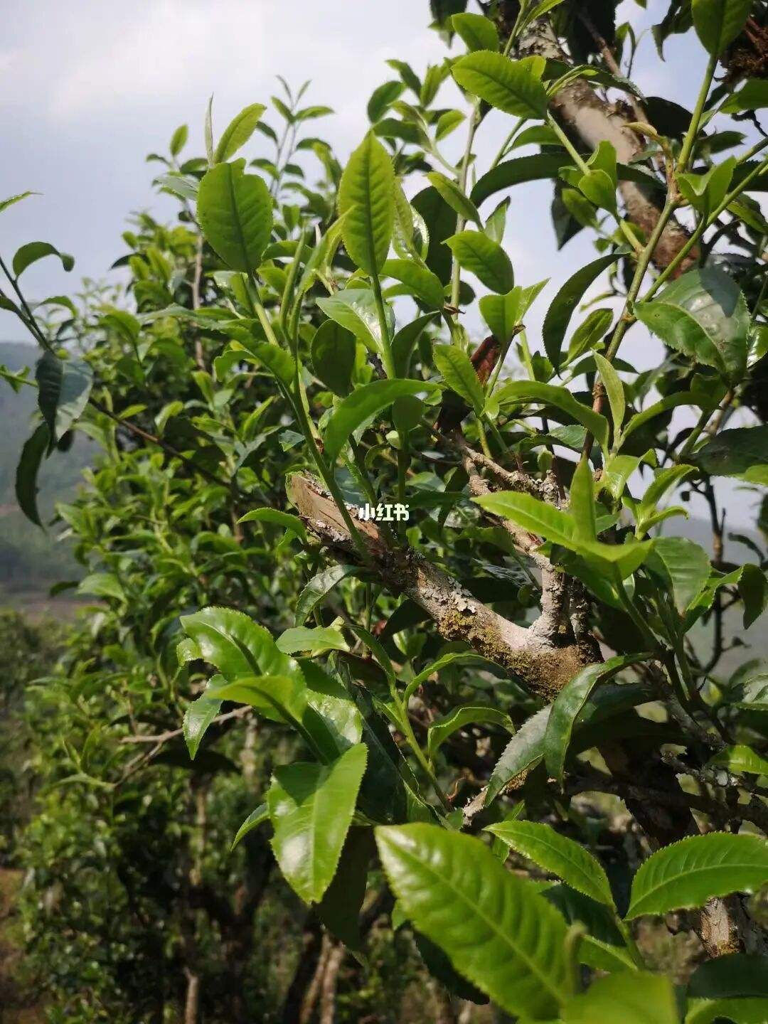 2022年寧洱擺尾箐古樹春茶口感？