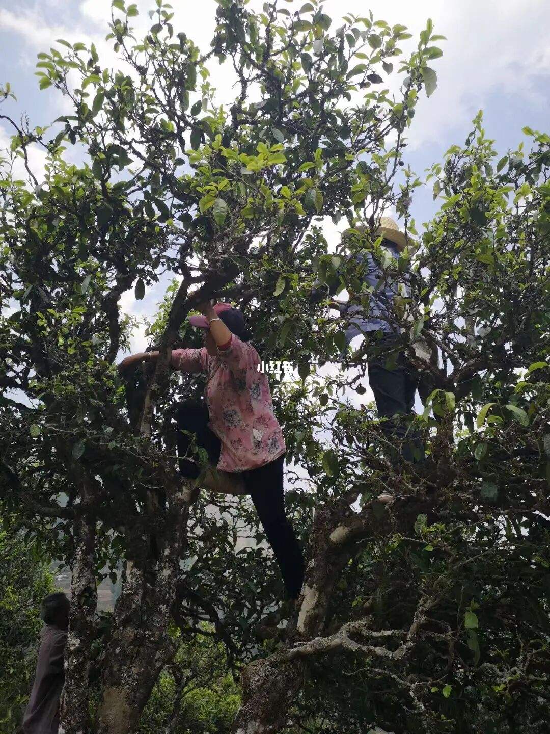 2022年寧洱擺尾箐古樹春茶特點？