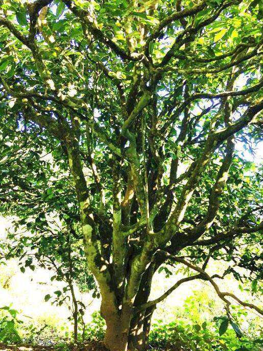 2022年這個春天，回到家鄉(xiāng)擺尾箐，與家人一起用心制茶！