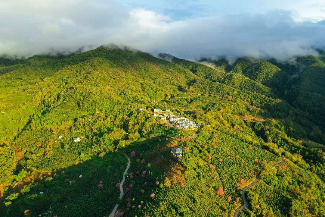 2022年困鹿山古樹春茶口感是什么？