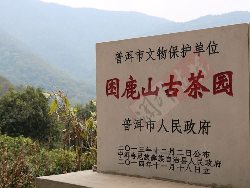 2022年困鹿山古樹春茶多少錢一公斤？