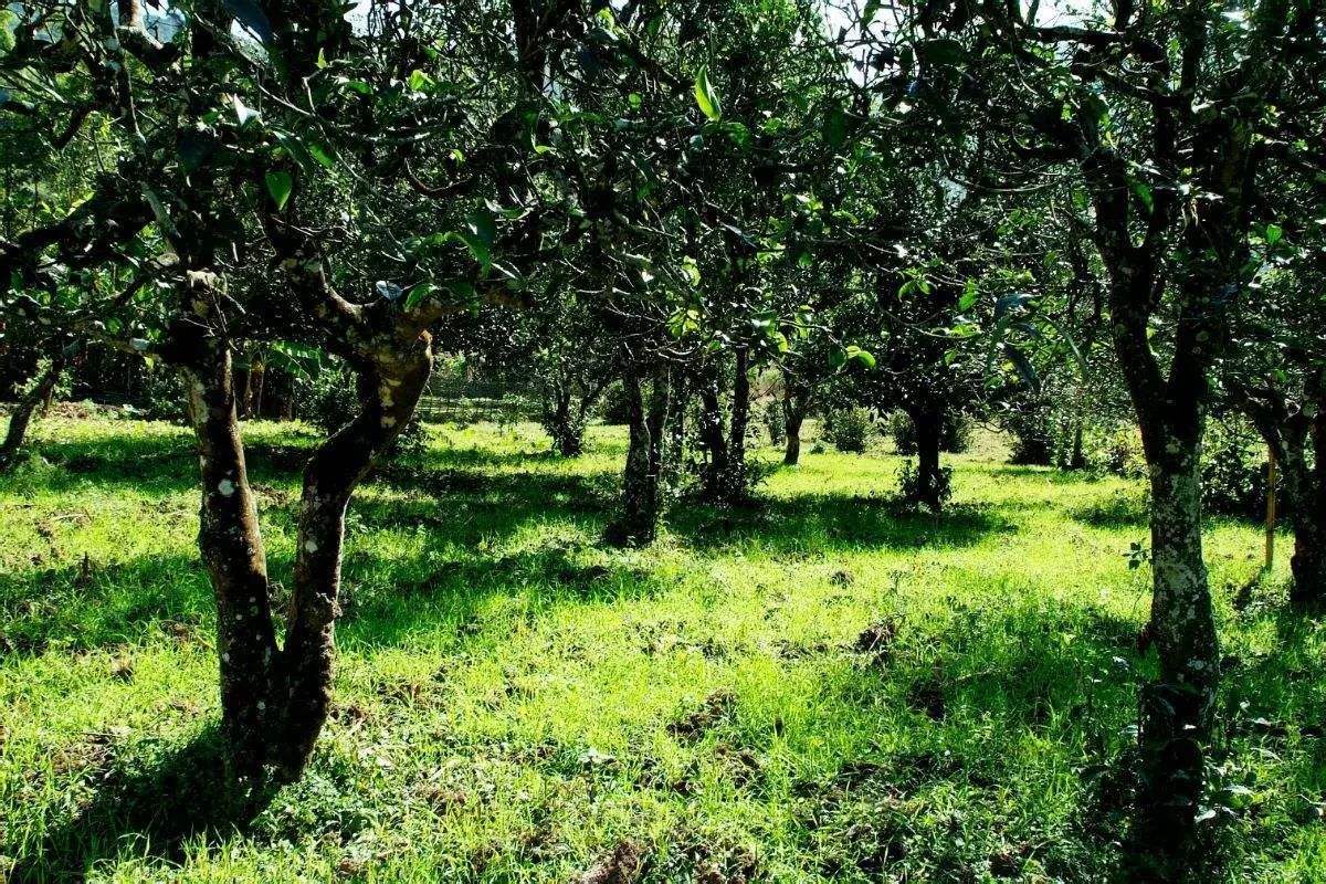 2022年困鹿山古樹春茶價格？