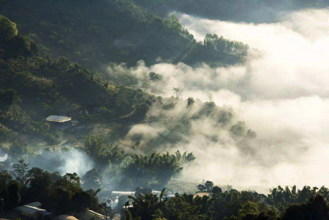 2022景邁山古樹(shù)春茶價(jià)格？