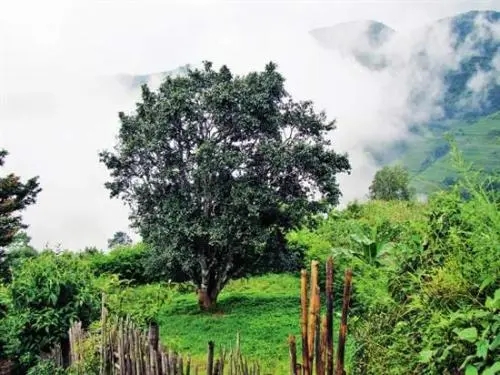 2022年邦威古樹(shù)春茶口感是什么？