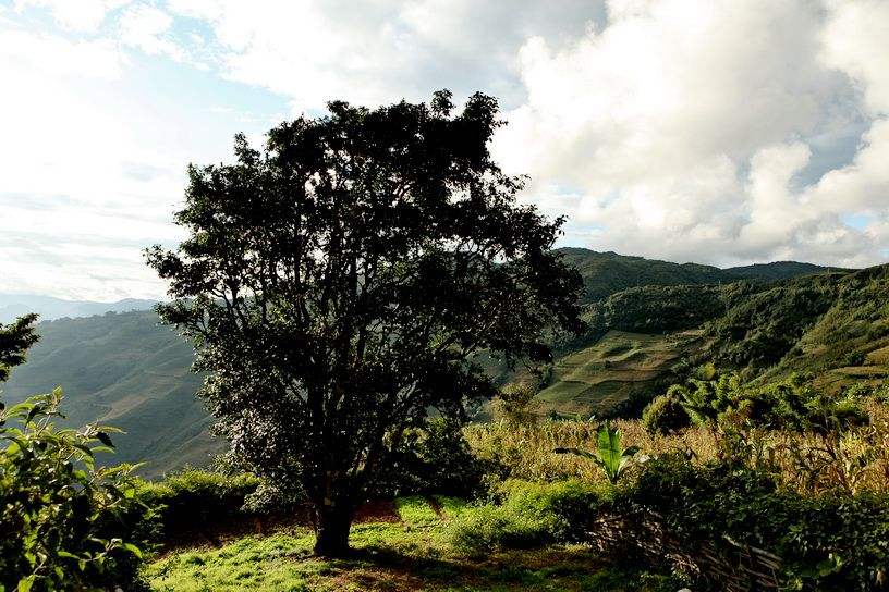 2022年邦崴古樹(shù)春茶特點(diǎn)？