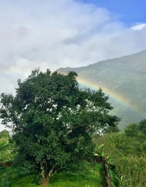 2022 年邦崴古樹(shù)春茶價(jià)格多少錢一公斤？