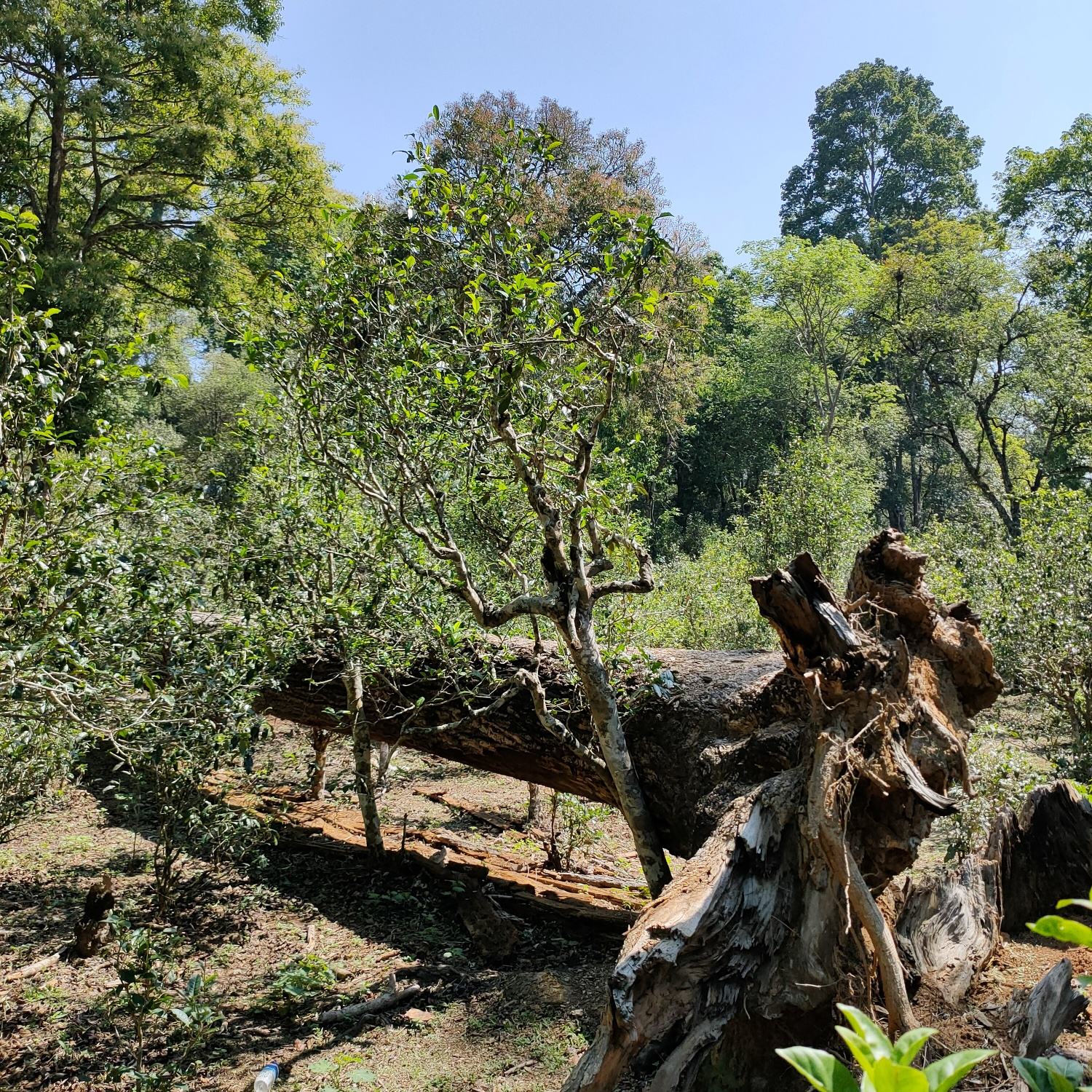 2022麻黑古樹(shù)春茶口感？