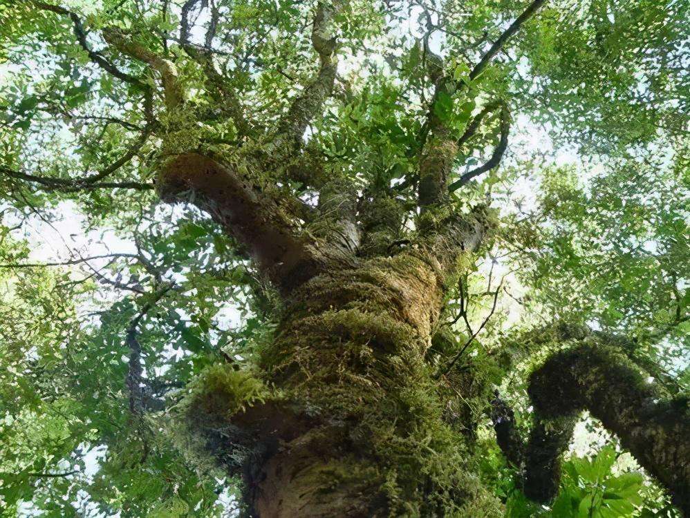 2022年落水洞古樹(shù)春茶特點(diǎn)？