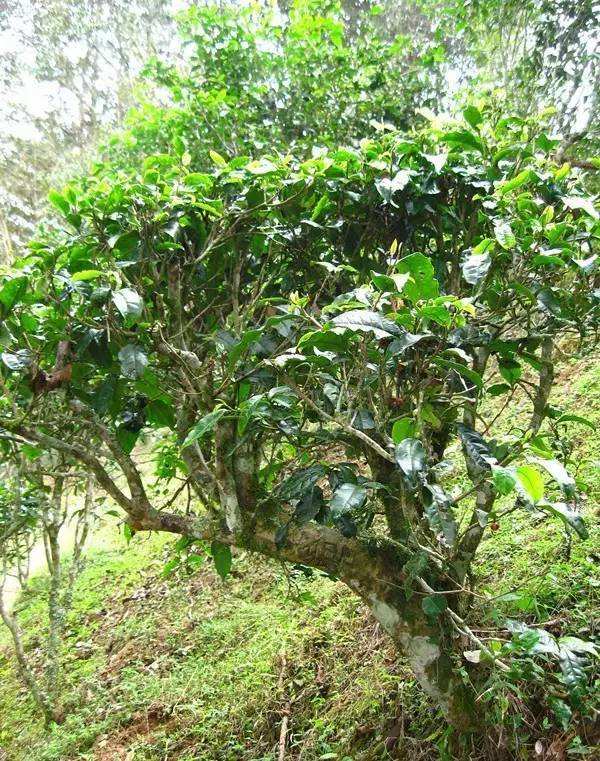 2022年落水洞古樹(shù)春茶——盞盛琥珀光，柔甜入人心