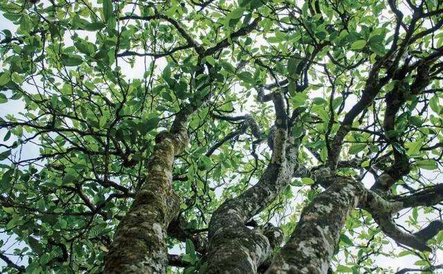 2022年落水洞古樹(shù)春茶多少錢一公斤？