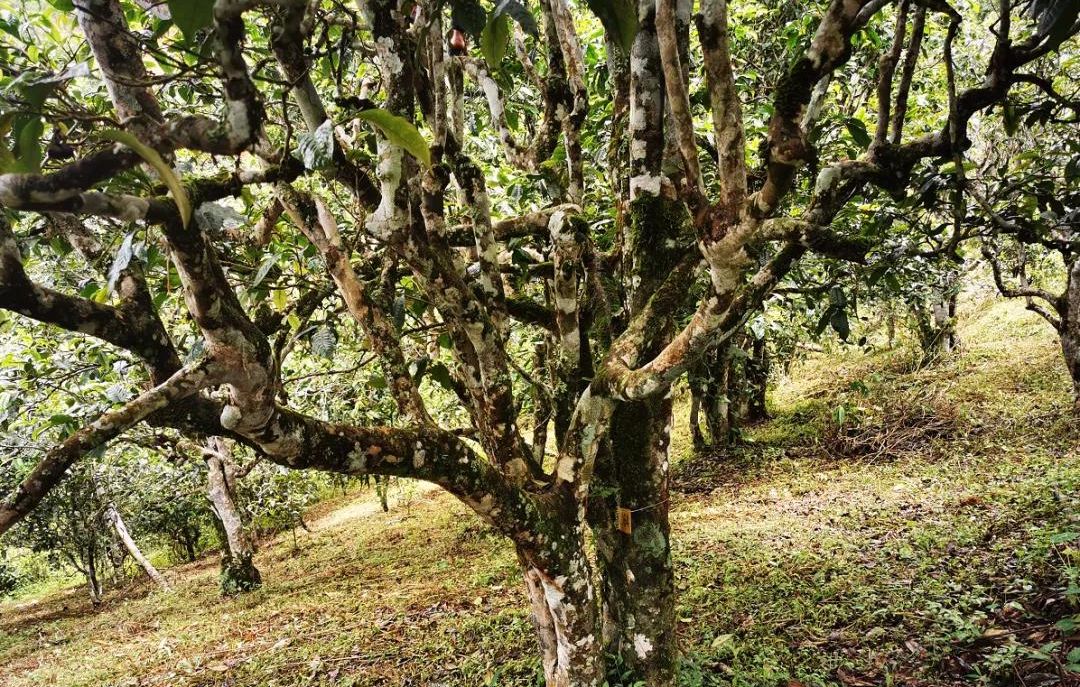 2022年落水洞古樹(shù)春茶價(jià)格？