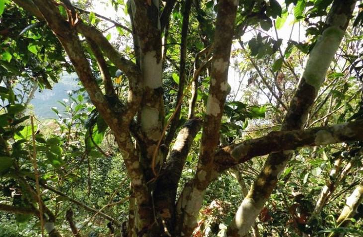 2022年大漆樹古樹春茶特點？