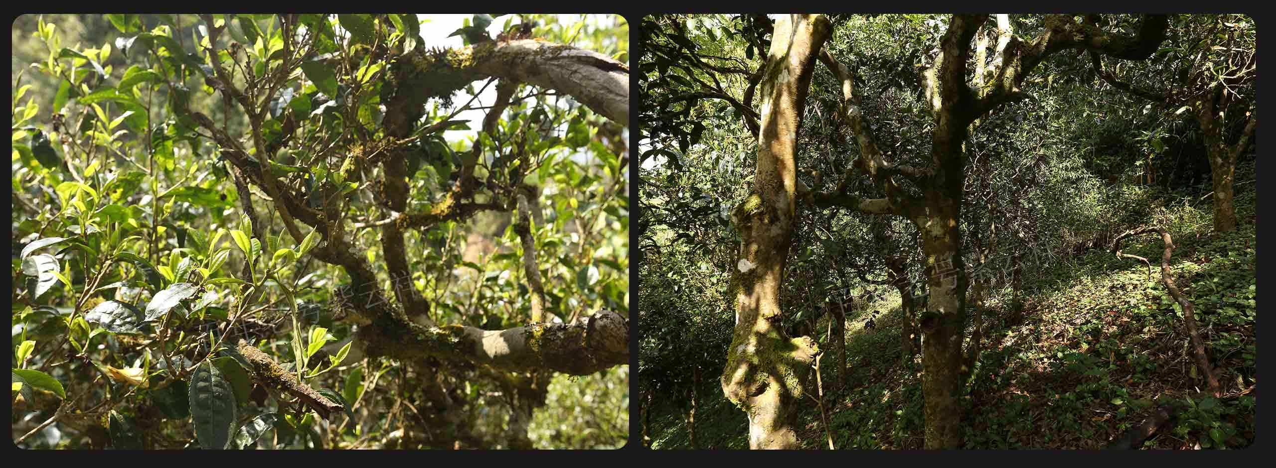 2022年大漆樹古樹春茶價格？