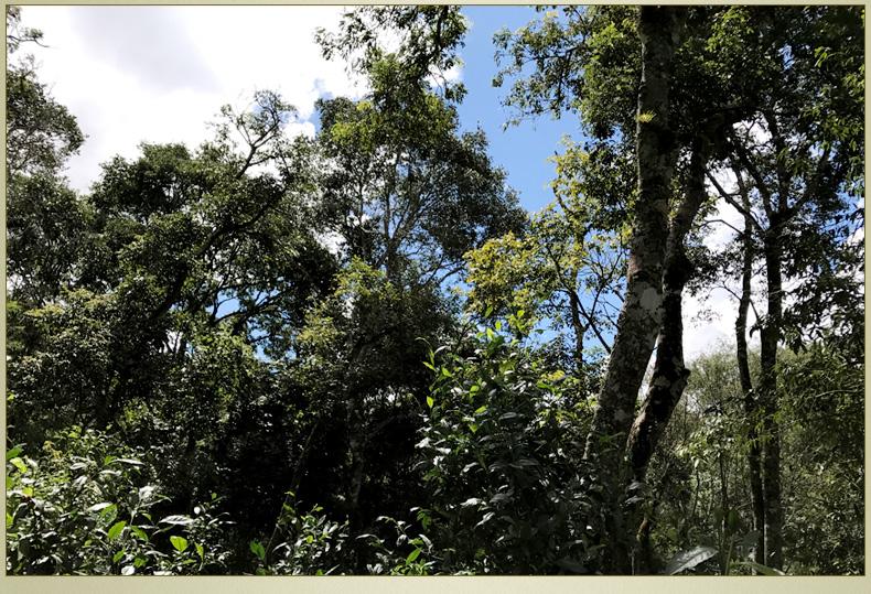 2022年大漆樹古樹春茶丨你壓根就喝不到的喉韻，它就有