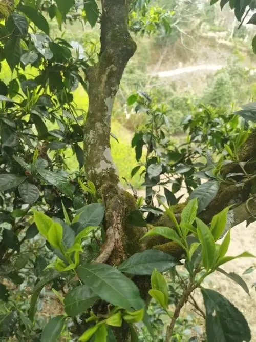 2022年彎弓古樹春茶特點？