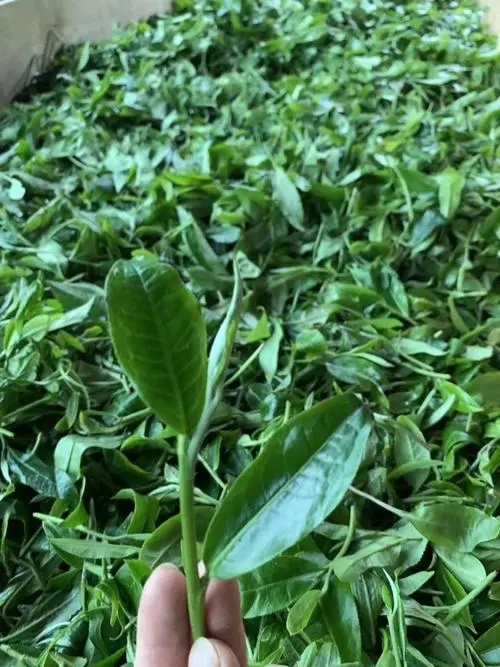 2022年彎弓古樹春茶口感？