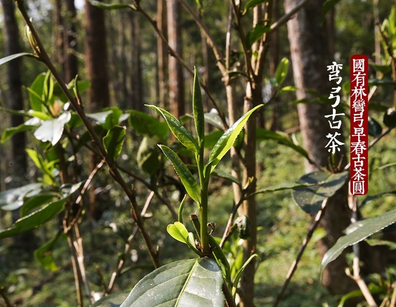 2022年彎弓大寨的古樹春茶為何如此之珍貴？