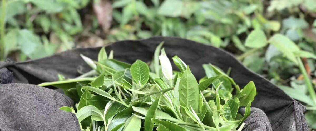 2022年白茶園古樹春茶口感？