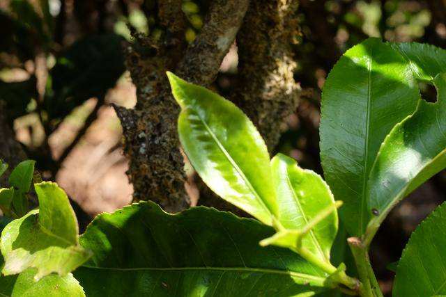 2022年白茶園古樹春茶價格？