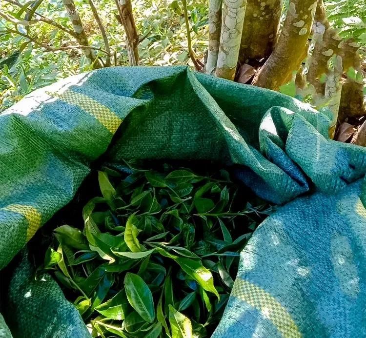 2022年鳳凰窩古樹春茶口感？