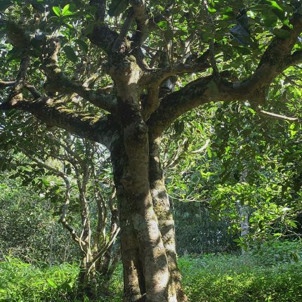 2022年鳳凰窩古樹春茶多少錢一公斤？