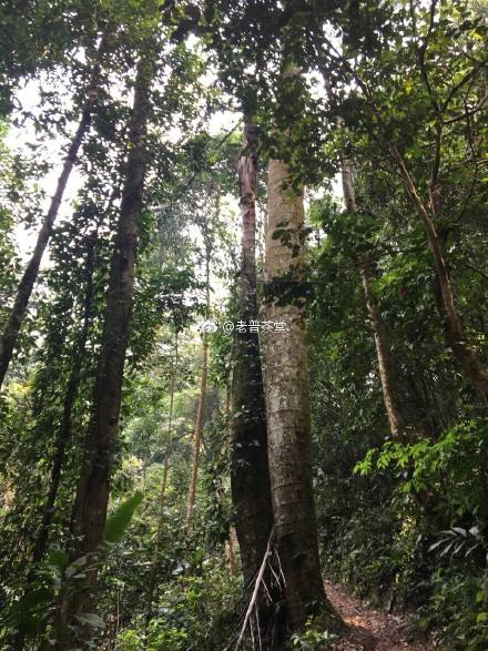 2022年刮風寨茶王樹古樹春茶特點？