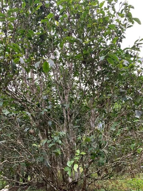 2022年刮風寨茶王茶古樹春茶口感？