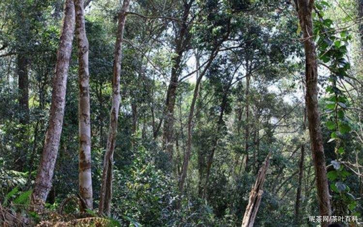 2022年冷水河古樹春茶特點(diǎn)？