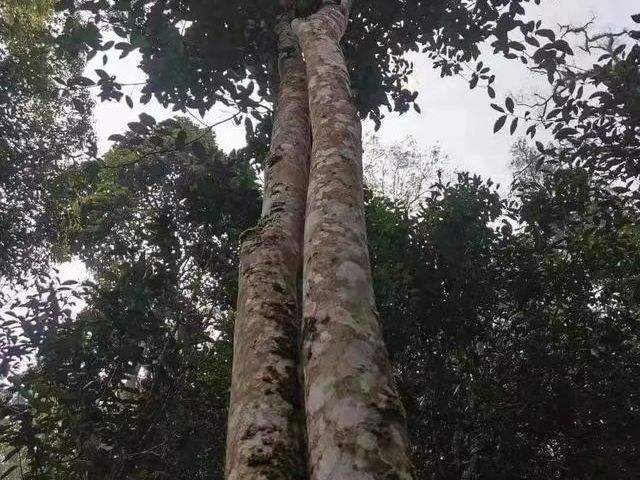 2022年冷水河古樹春茶口感？