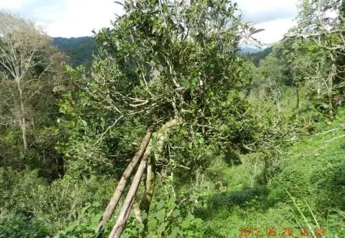 2022白沙河古樹春茶特點(diǎn)？