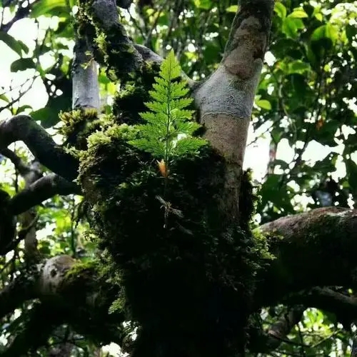 2022年黑水梁子古樹春茶價(jià)格？