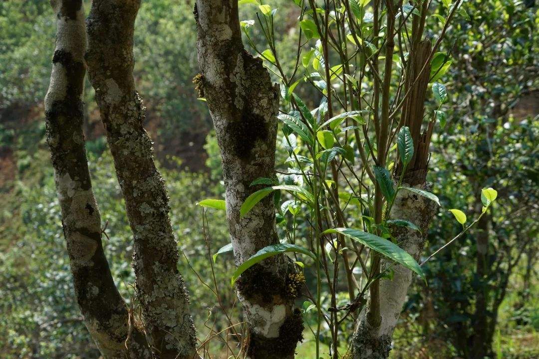 2022年黑水梁子——與你一起，走進(jìn)茶馬古道的源頭