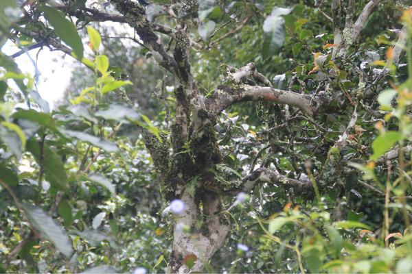 2022年茶氣狂野，香柔蜜韻的刮風(fēng)寨茶坪古樹茶