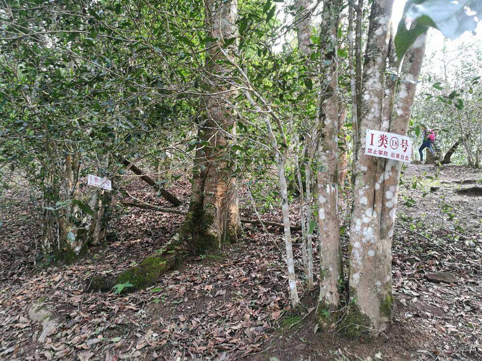 2022年薄荷塘古樹春茶口感？