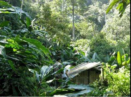 2022年薄荷塘古樹(shù)春茶多少錢(qián)一公斤？