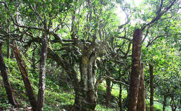 2022年多依樹(shù)古樹(shù)春茶口感？