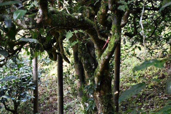 2022年多依樹(shù)古樹(shù)春茶多少錢(qián)一公斤？