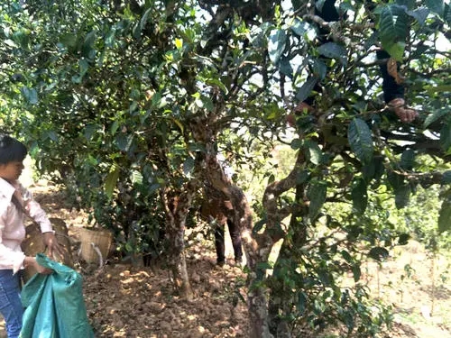 2022年易武張家灣古樹(shù)春茶特點(diǎn)？