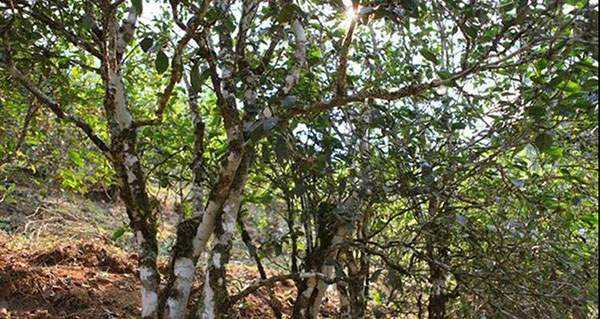 2022年易武張家灣古樹(shù)春茶口感？