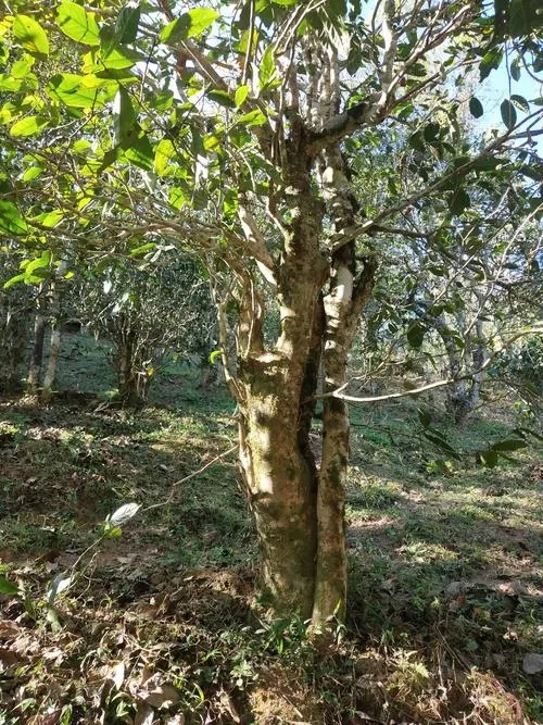 2022年易武張家灣古樹(shù)春茶多少錢(qián)一公斤？